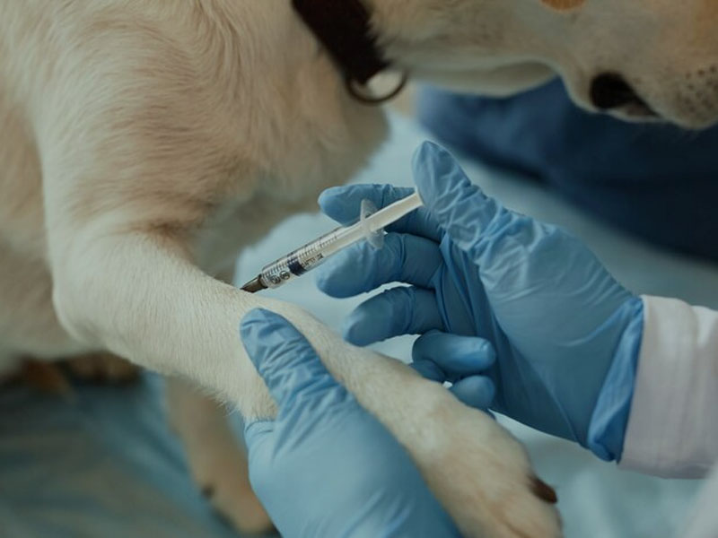 Vaccinul AIM publică cele mai recente date preclinice ale vaccinului antirabic ARNm în „vaccinurile npj”: Sunt necesare doar două doze pentru a oferi o protecție imunitară 100% sigură și eficientă